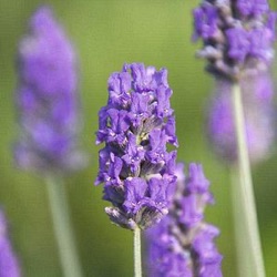 Lavandula x chaytorae 'Richard Gray'