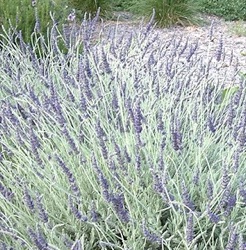 Lavandula x ginginsii 'Goodwin Creek Grey'