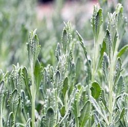 Lavandula x heterophylla 'Devantville Cuche'