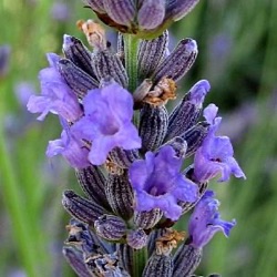 Lavandula x intermedia 'Arabian Nights'