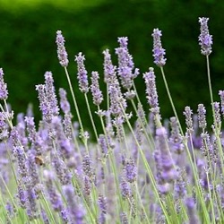 Lavandula x intermedia 'Fragrant Memories'