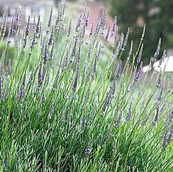 Lavandula x intermedia Old English Group