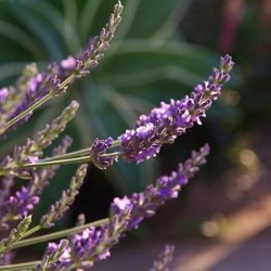 Lavandula x intermedia 'Phenomenal' ® (1 liter)