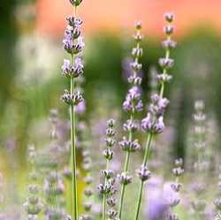 Lavandula x intermedia 'Silver Dwarf'