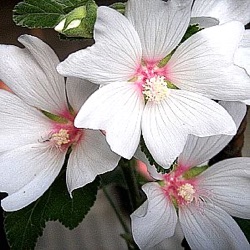 Lavatera x clementii 'Barnsley Baby'
