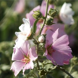 Lavatera x clementii 'Silver Barnsley'