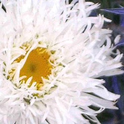 Leucanthemum 'Aglaia'