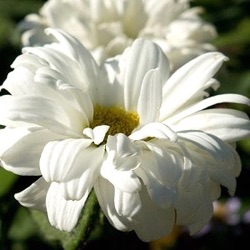 Leucanthemum 'Victorian Secret' ®