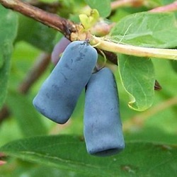 Lonicera caerulea 'Atut'