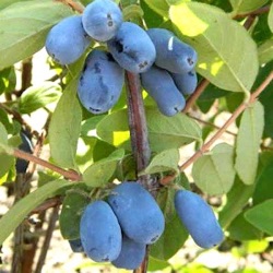 Lonicera caerulea 'Borealis'