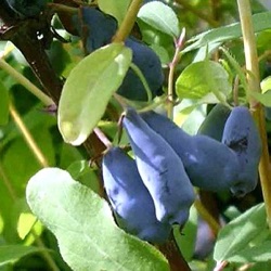 Lonicera caerulea var. kamschatica 'Altai'