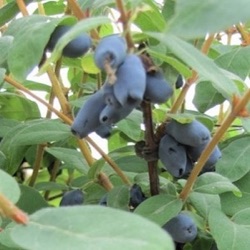 Lonicera caerulea var. kamtschatica 'Karina'