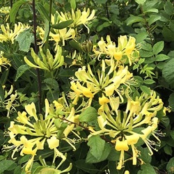 Lonicera periclymenum (wild)