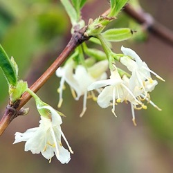 Lonicera x purpusii 'Winter Beauty'