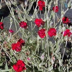 Lychnis coronaria 'Gardeners World'