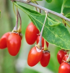 Lycium barbarum 'Sweet Succes'