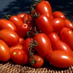 Lycopersicon lycopersicum 'Atomino' F1