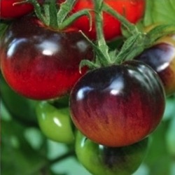 Lycopersicon lycopersicum 'Bosque Bleu'