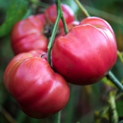 Lycopersicon lycopersicum 'Brandy Boy' F1