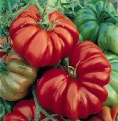 Lycopersicon lycopersicum 'Costoluto Fiorentino'