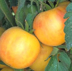 Lycopersicon lycopersicum 'Garden Peach'