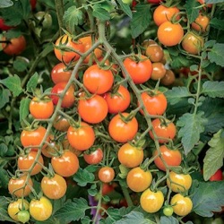 Lycopersicon lycopersicum 'Honeycomb' F1