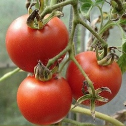 Lycopersicon lycopersicum 'Matina'