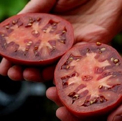 Lycopersicon lycopersicum 'Nero di Crimea'