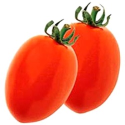 Lycopersicon lycopersicum 'Roma'