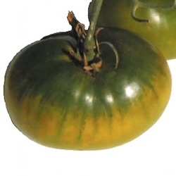 Lycopersicon lycopersicum 'Spear's Tenessee Green'
