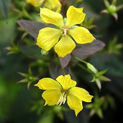 Lysimachia ciliata 'Firecracker'