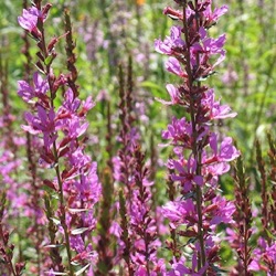 Lythrum virgatum 'Rose Queen'