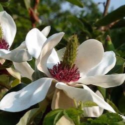 Magnolia officinalis