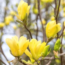 Magnolia x brooklynensis 'Yellow Bird'