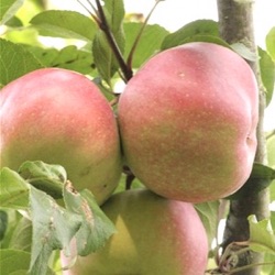 Malus sylvestris var. domestica 'Gloster'