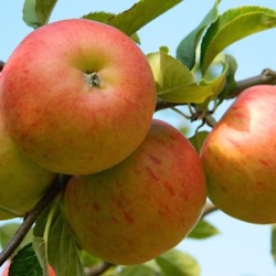 Malus sylvestris var. domestica 'James Grieve' (laagstam)