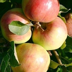Malus sylvestris var. domestica 'Polka' (zuilvorm)