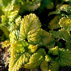 Melissa officinalis 'Gold Leaf' ('All Gold')