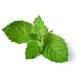 Mentha arvensis, oleum