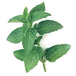 Mentha spicata, oleum