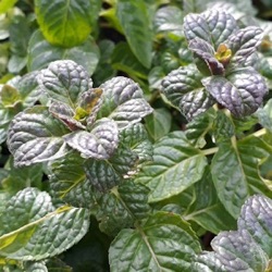 Mentha x piperita f. citrata 'Black Currant' ('Johannisbeere')