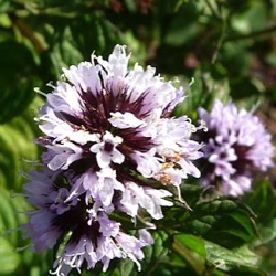 Mentha x piperita f. citrata 'Eau de Cologne'