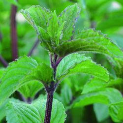 Mentha x piperita 'Multimentha'