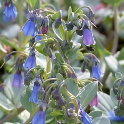 Mertensia maritima (M. simplicissima)