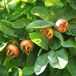 Mespilus germanica