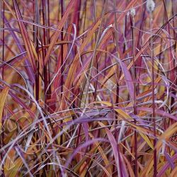 Miscanthus sinensis 'Purple Fall' ®