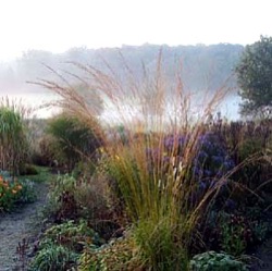 Molinia caerulea subsp. arundinacea 'Cordoba'