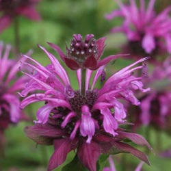 Monarda 'Baby Spice'