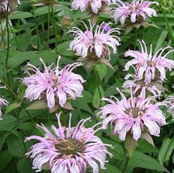 Monarda bradburiana