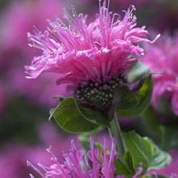 Monarda 'Cranberry Lace' ®